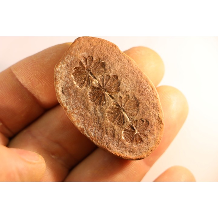 Nodule de fougère: Annularia sphenophylloides - carbonifère - Mazon creek - Essex, Illinois - USA