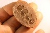 Annularia sphenophylloides - carboniferous - Mazon creek - Essex, Illinois - USA