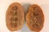 Nodule de fougère: Annularia sphenophylloides - carbonifère - Mazon creek - Essex, Illinois - USA