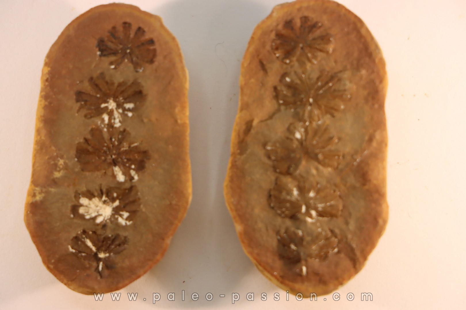 Annularia sphenophylloides - carboniferous - Mazon creek - Coal City, Illinois - USA