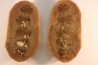 Nodule de fougère: Annularia sphenophylloides - carbonifère - Mazon creek - Coal City, Illinois - USA