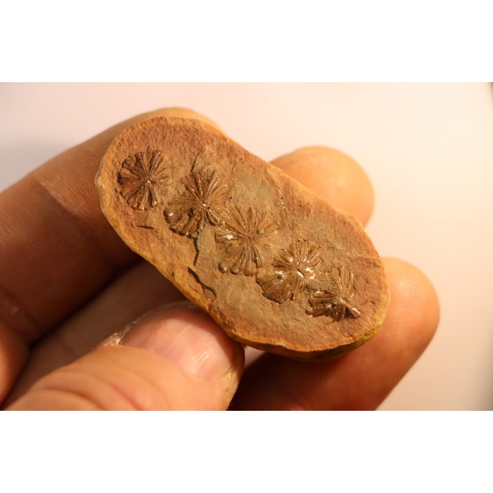 Nodule de fougère: Annularia sphenophylloides - carbonifère - Mazon creek - Coal City, Illinois - USA