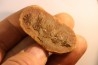 Nodule de fougère: Annularia sphenophylloides - carbonifère - Mazon creek - Coal City, Illinois - USA