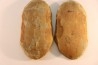 Annularia sphenophylloides - carboniferous - Mazon creek - Coal City, Illinois - USA