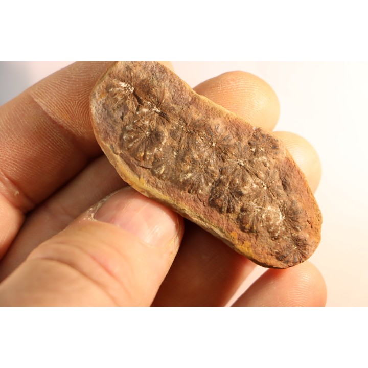 Nodule de fougère: Annularia sphenophylloides - carbonifère - Mazon creek - Coal City, Illinois - USA