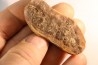 Nodule de fougère: Annularia sphenophylloides - carbonifère - Mazon creek - Coal City, Illinois - USA