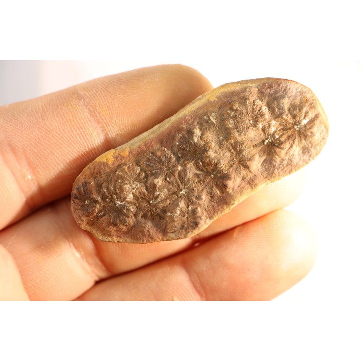Nodule de fougère: Annularia sphenophylloides - carbonifère - Mazon creek - Coal City, Illinois - USA