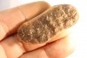 Nodule de fougère: Annularia sphenophylloides - carbonifère - Mazon creek - Coal City, Illinois - USA