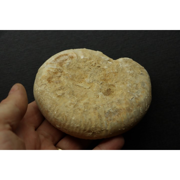 Subgrossouvria crassa  - callovian - Montreuil Bellay - FRANCE