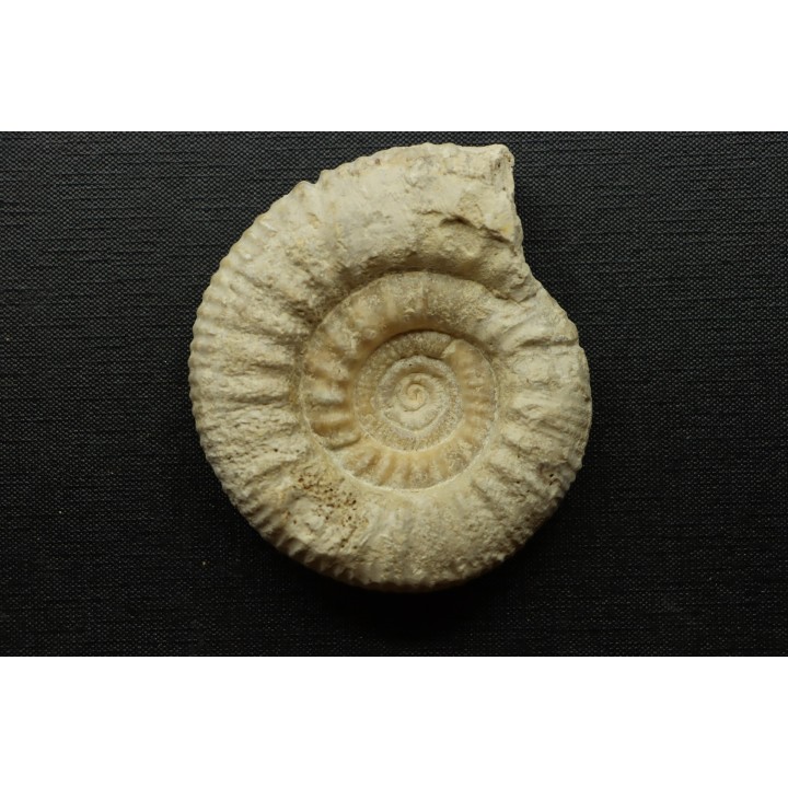 Subgrossouvria crassa  - callovian - Montreuil Bellay - FRANCE