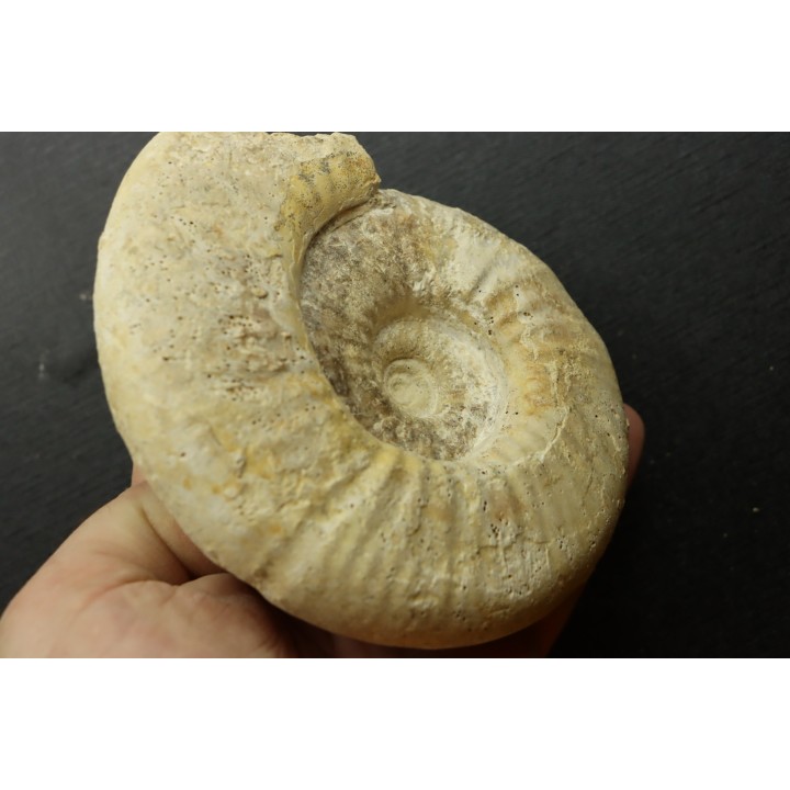 Orionoides indicus (LF Spath, 1931)  - callovian - Montreuil Bellay - FRANCE