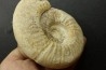 Orionoides indicus (LF Spath, 1931) - callovian - Montreuil Bellay - FRANCE