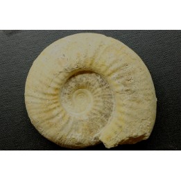Orionoides indicus (LF Spath, 1931)  - callovian - Montreuil Bellay - FRANCE