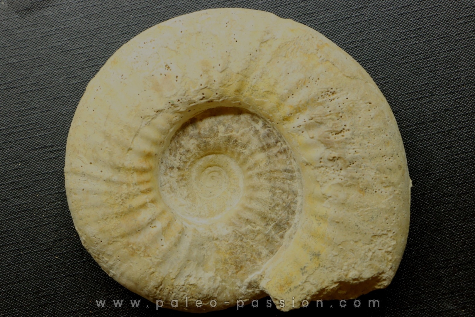 Orionoides indicus (LF Spath, 1931) - callovian - Montreuil Bellay - FRANCE