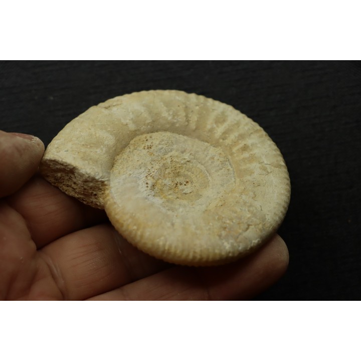 Hamulisphinctes hamulatus (Buckman, 1921) - callovian - Montreuil Bellay - FRANCE