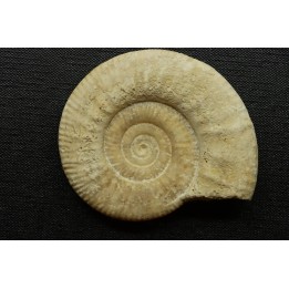 Hamulisphinctes hamulatus (Buckman, 1921) - callovian - Montreuil Bellay - FRANCE