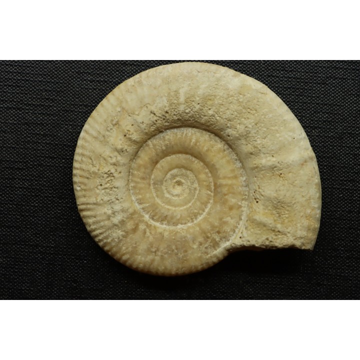 Hamulisphinctes hamulatus (Buckman, 1921) - callovian - Montreuil Bellay - FRANCE