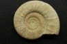 Hamulisphinctes hamulatus (Buckman, 1921) - callovien - Montreuil Bellay- FRANCE