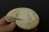Orbignyceras trezeense- callovian - Montreuil Bellay - FRANCE