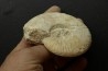 Orbignyceras trezeense - callovian - Montreuil Bellay - FRANCE