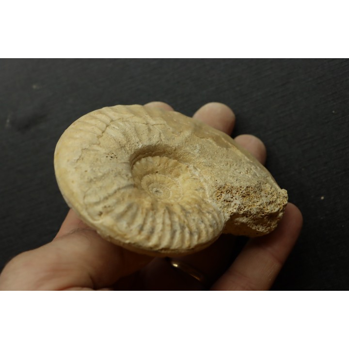 Orbignyceras trezeense - callovian - Montreuil Bellay - FRANCE