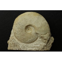 Distichoceras pas-de-jeuensis - callovian - Montreuil Bellay - FRANCE