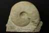 Distichoceras pas-de-jeuensis - callovian - Montreuil Bellay - FRANCE