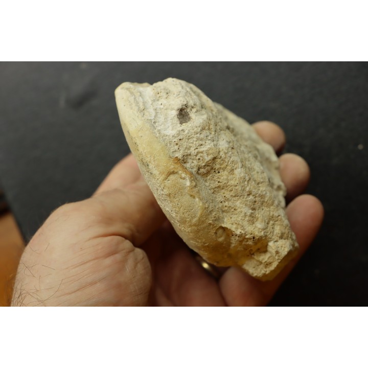 Distichoceras pas-de-jeuensis - callovien - Montreuil Bellay- FRANCE