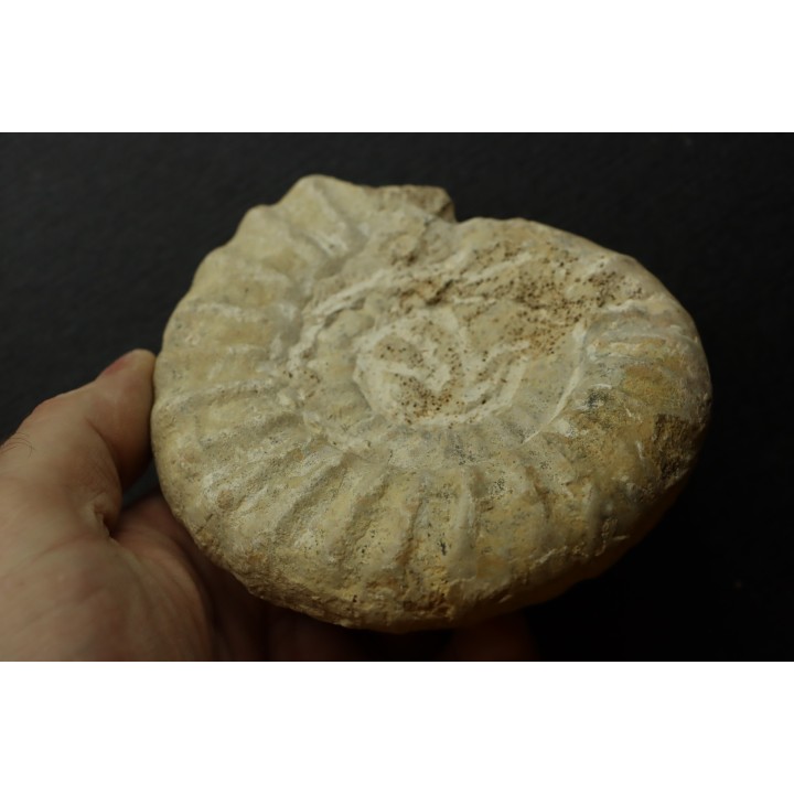 Pseudopeltoceras leckenbyi - callovien - Montreuil Bellay- FRANCE