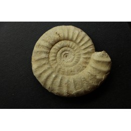 Pseudopeltoceras leckenbyi - callovien - Montreuil Bellay- FRANCE
