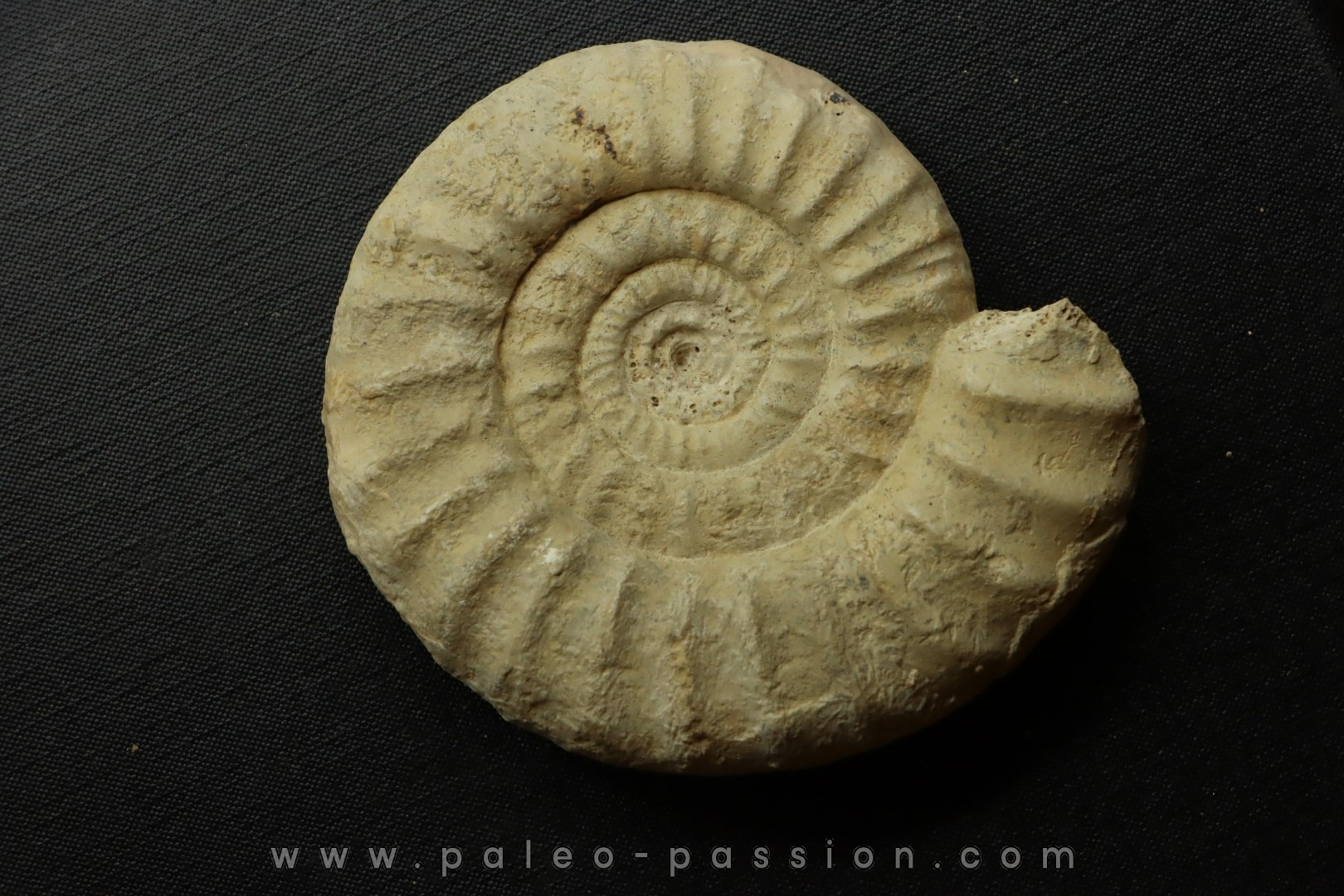 Pseudopeltoceras leckenbyi - callovian - Montreuil Bellay - FRANCE