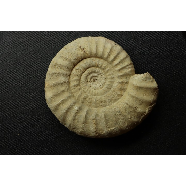 Pseudopeltoceras leckenbyi - callovien - Montreuil Bellay- FRANCE