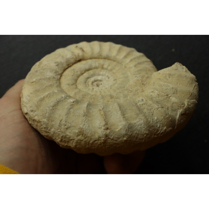 Pseudopeltoceras leckenbyi - callovien - Montreuil Bellay- FRANCE