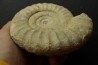 Pseudopeltoceras leckenbyi - callovian - Montreuil Bellay - FRANCE