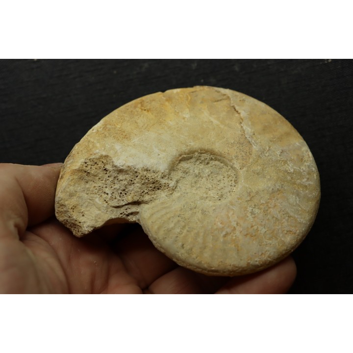 Sublunuloceras gr. virguloides (Gerard et  Contaut, 1936) - callovien - Montreuil Bellay- FRANCE