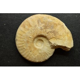 Sublunuloceras gr. virguloides (Gerard et  Contaut, 1936)  - callovian - Montreuil Bellay - FRANCE