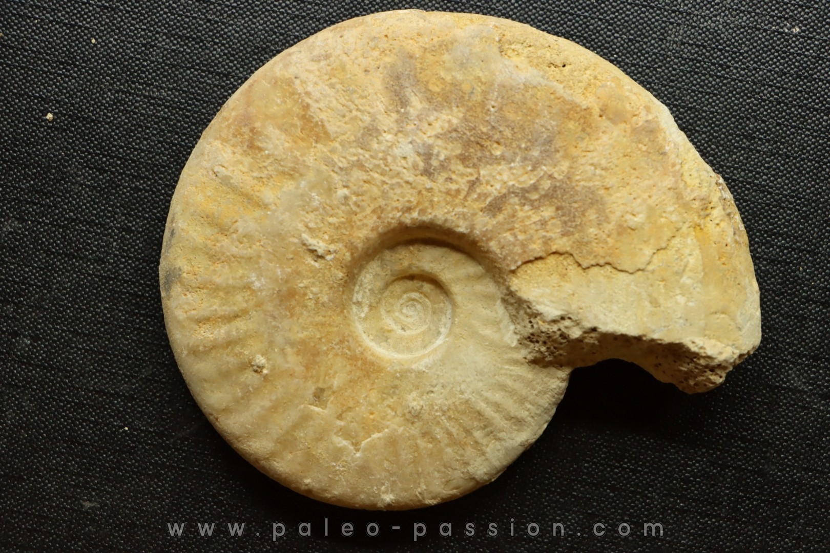 Sublunuloceras gr. virguloides (Gerard et Contaut, 1936) - callovian - Montreuil Bellay - FRANCE