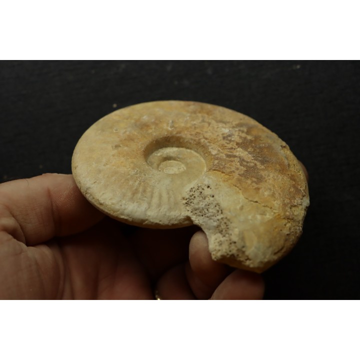 Sublunuloceras gr. virguloides (Gerard et  Contaut, 1936)  - callovian - Montreuil Bellay - FRANCE