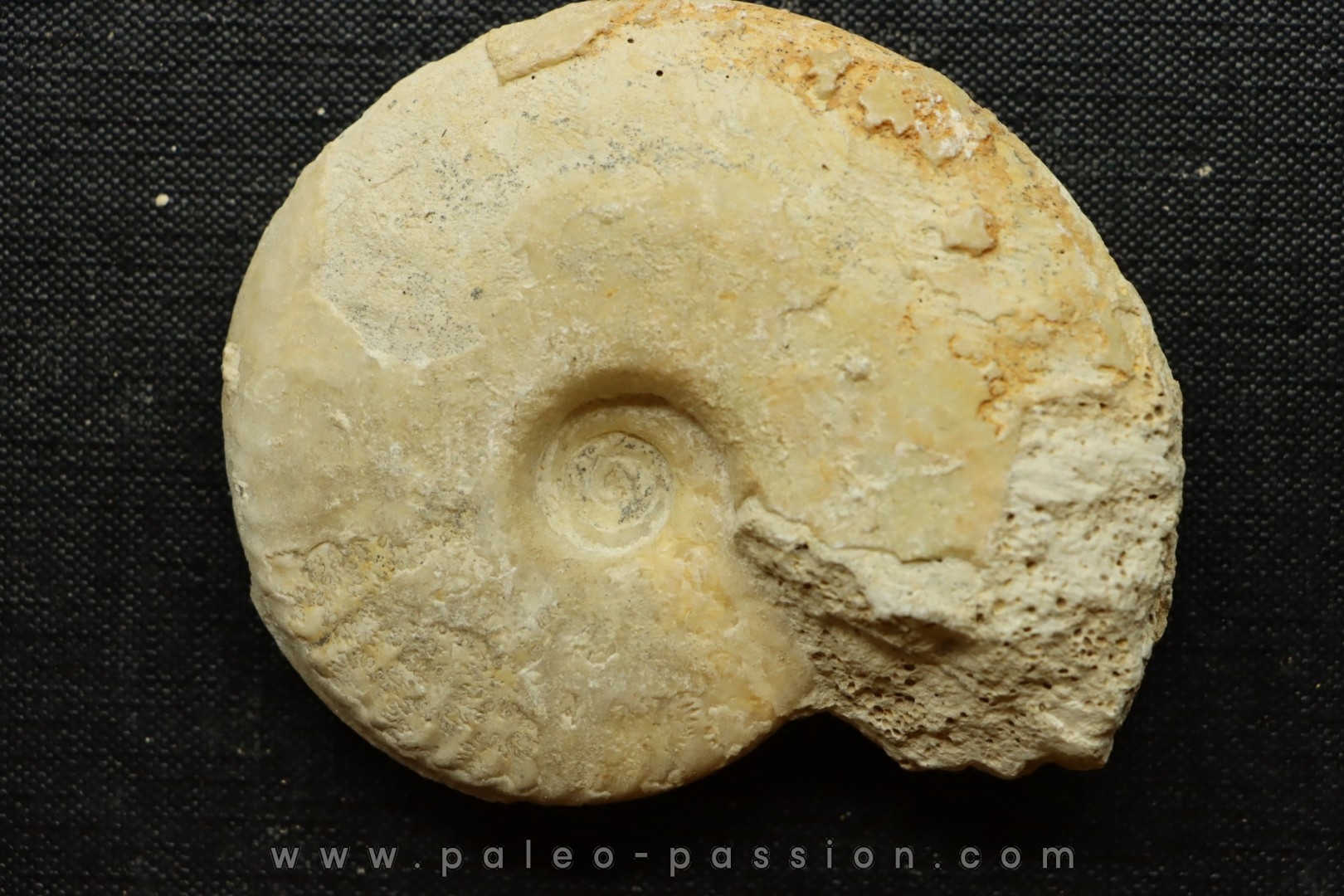 Sublunuloceras gr. virguloides (Gerard et Contaut, 1936) - callovian - Montreuil Bellay - FRANCE