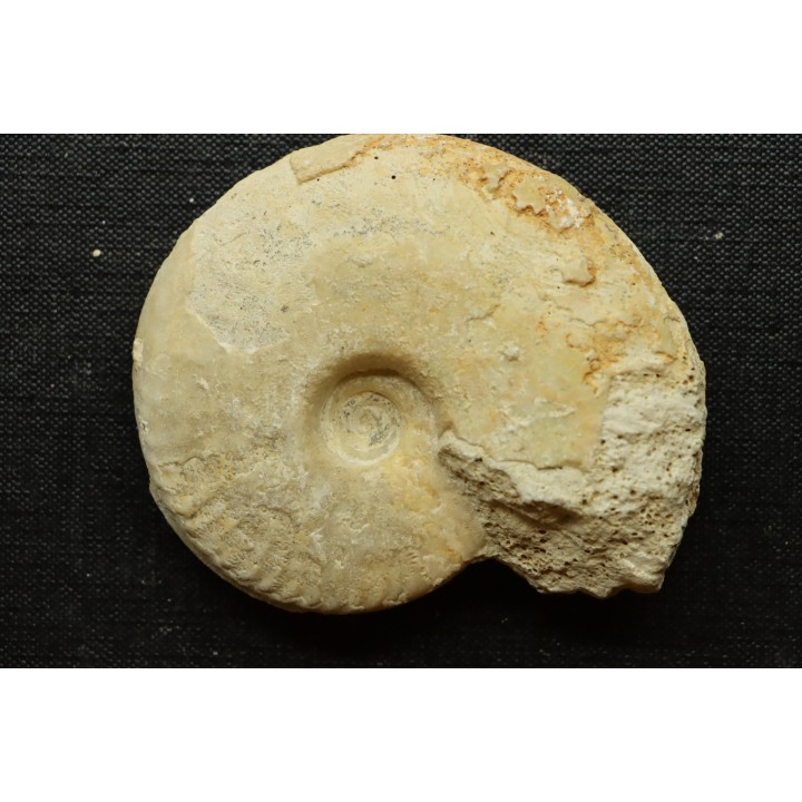 Sublunuloceras gr. virguloides (Gerard et  Contaut, 1936)  - callovian - Montreuil Bellay - FRANCE