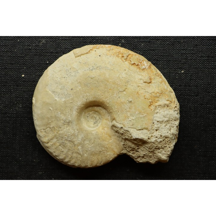 Sublunuloceras gr. virguloides (Gerard et  Contaut, 1936) - callovien - Montreuil Bellay- FRANCE