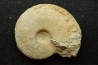 Sublunuloceras gr. virguloides (Gerard et Contaut, 1936) - callovian - Montreuil Bellay - FRANCE