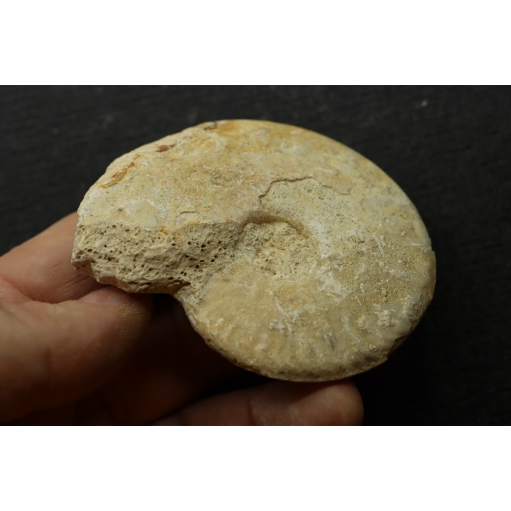 Sublunuloceras gr. virguloides (Gerard et  Contaut, 1936) - callovien - Montreuil Bellay- FRANCE