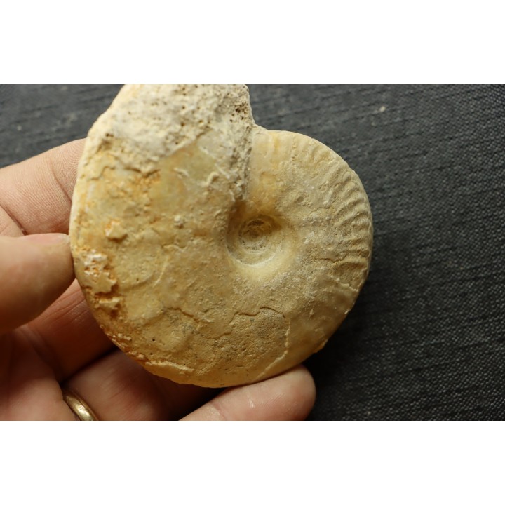 Sublunuloceras gr. virguloides (Gerard et  Contaut, 1936) - callovien - Montreuil Bellay- FRANCE