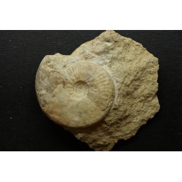 Sublunuloceras gr. virguloides (Gerard et  Contaut, 1936) - callovien - Montreuil Bellay- FRANCE
