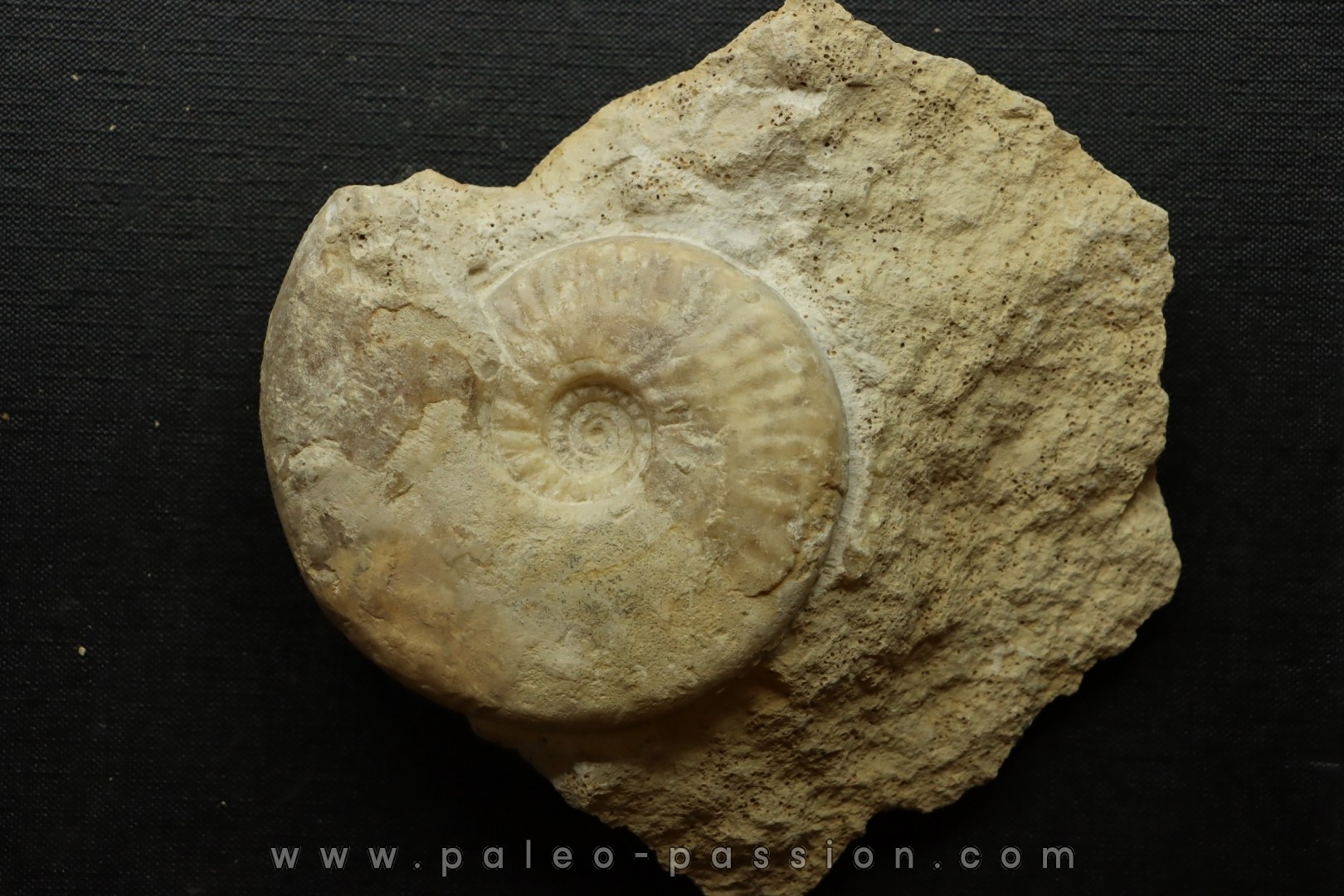 Sublunuloceras gr. virguloides (Gerard et Contaut, 1936) - callovien - Montreuil Bellay- FRANCE