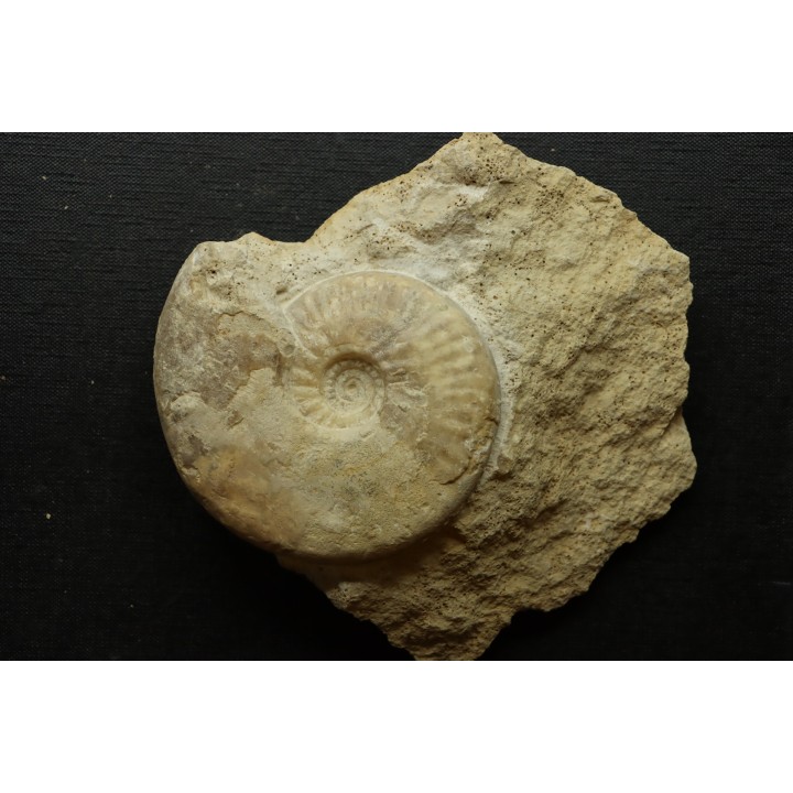 Sublunuloceras gr. virguloides (Gerard et  Contaut, 1936)  - callovian - Montreuil Bellay - FRANCE