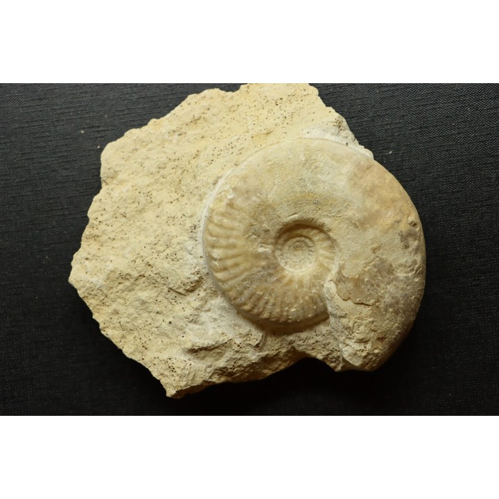 Sublunuloceras gr. virguloides (Gerard et  Contaut, 1936) - callovien - Montreuil Bellay- FRANCE