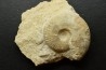 Sublunuloceras gr. virguloides (Gerard et  Contaut, 1936)  - callovian - Montreuil Bellay - FRANCE