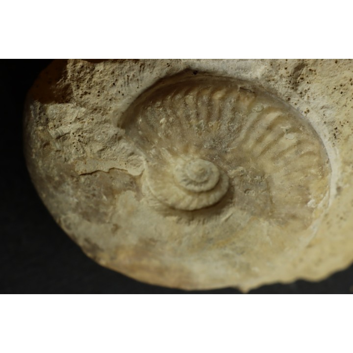Sublunuloceras gr. virguloides (Gerard et  Contaut, 1936)  - callovian - Montreuil Bellay - FRANCE